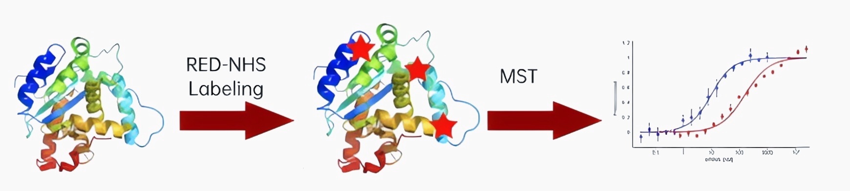 1. 氨基偶联标记纯化的蛋白.jpg